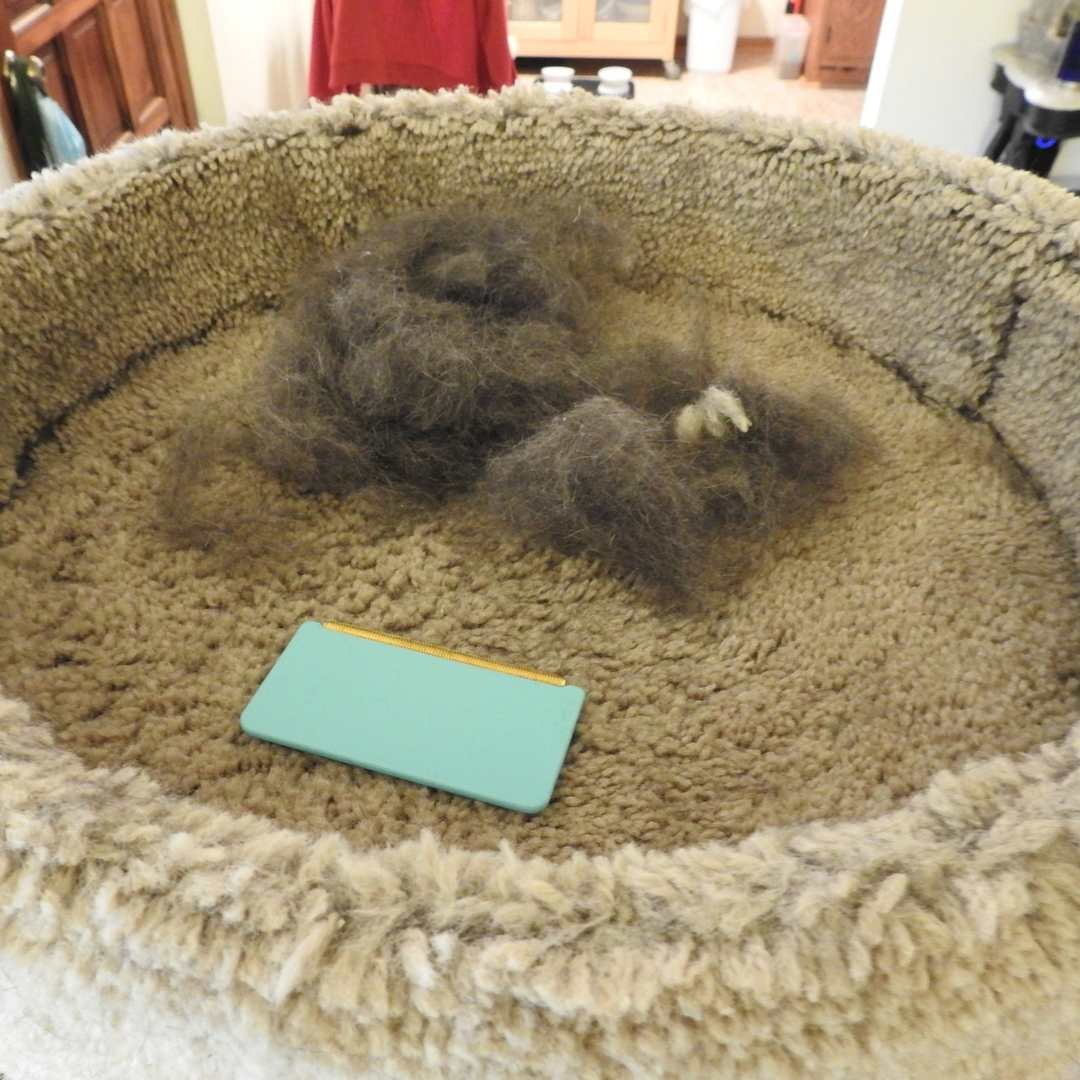 Lint tools used on carpet and a pet bed