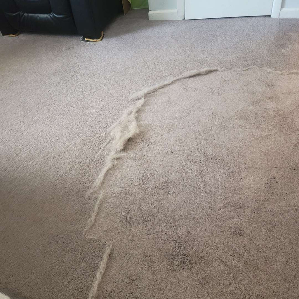 Lint tools used on carpet and a pet bed