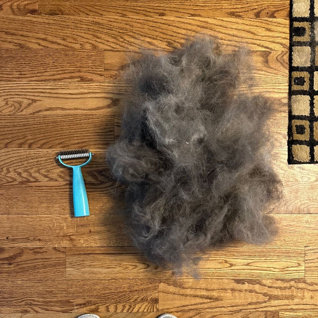 Deshedder brush and collected loose coat