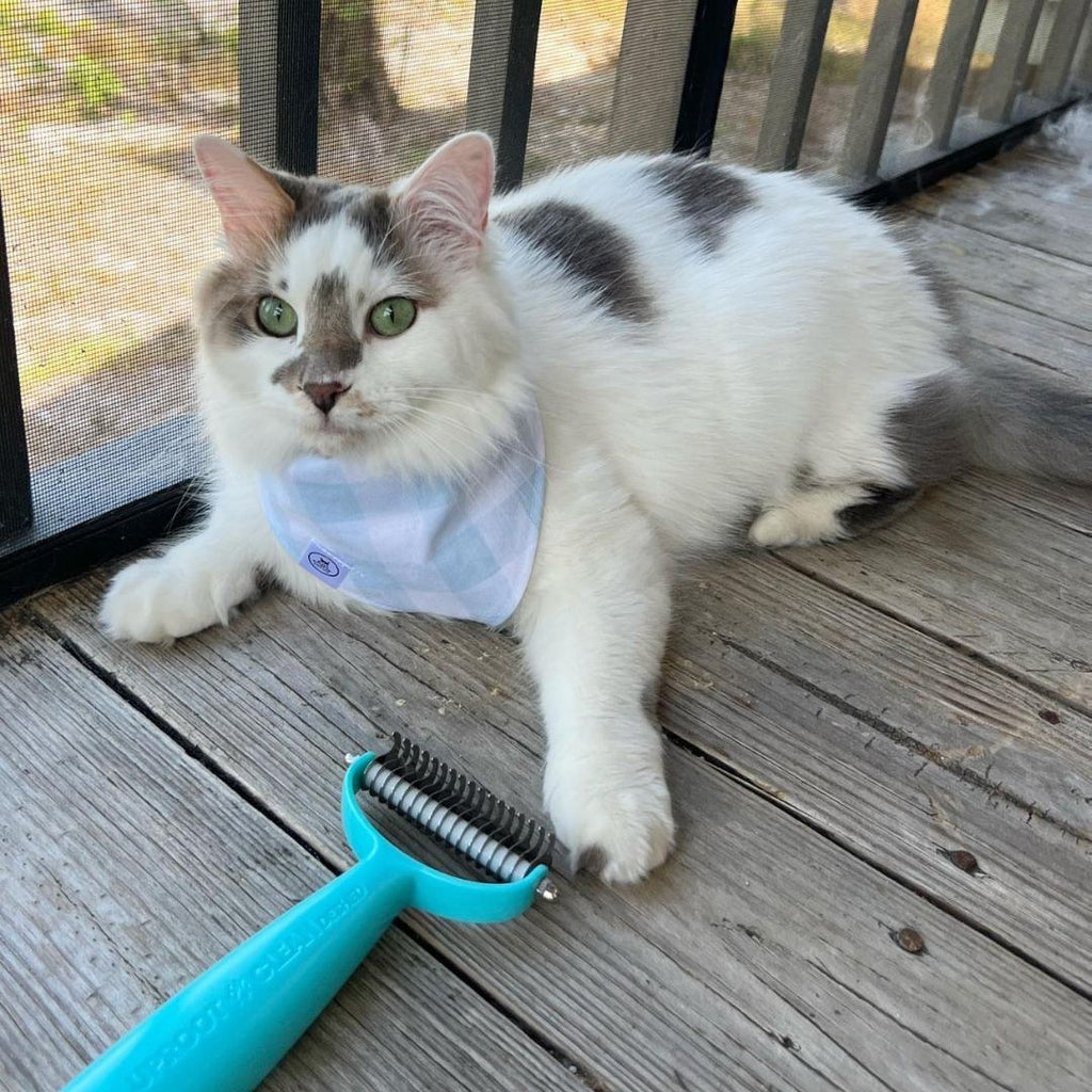 Deshedder brush and collected loose coat